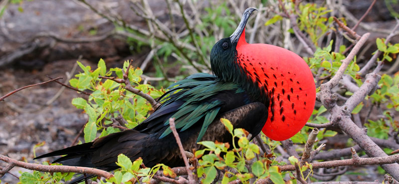 Red breasted bird in tree