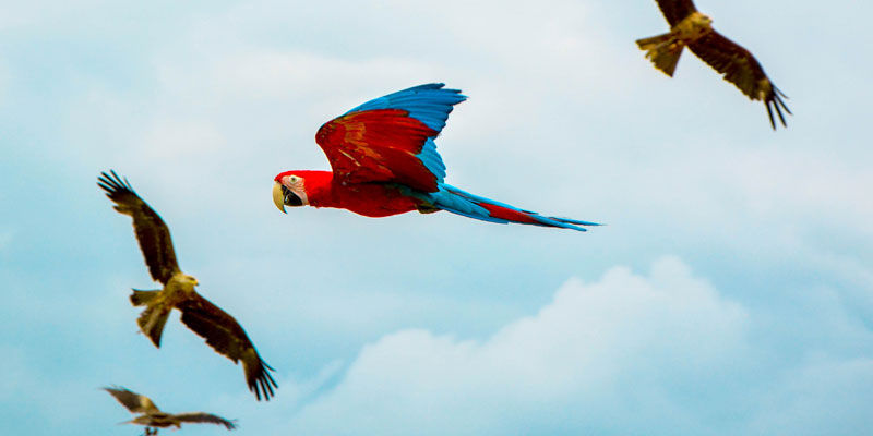 birds and a parrot in the sky