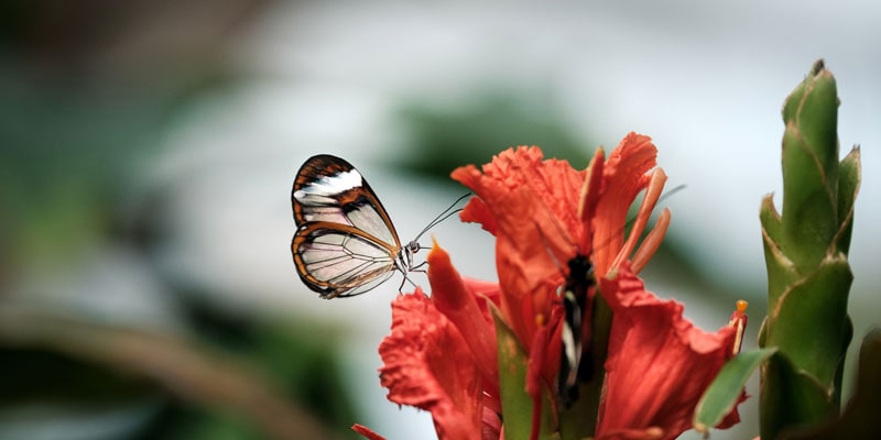 butterfly on a flower