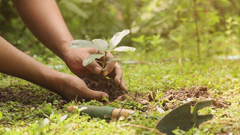 hand planting a seedling