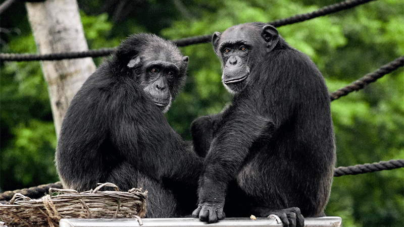 two black chimpanzees