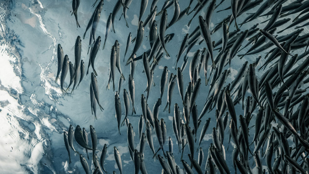 shoal of fish in the sea