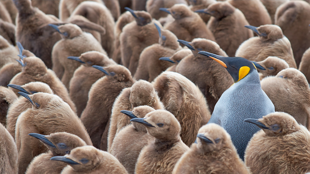 several brown penguins with one grey standing out