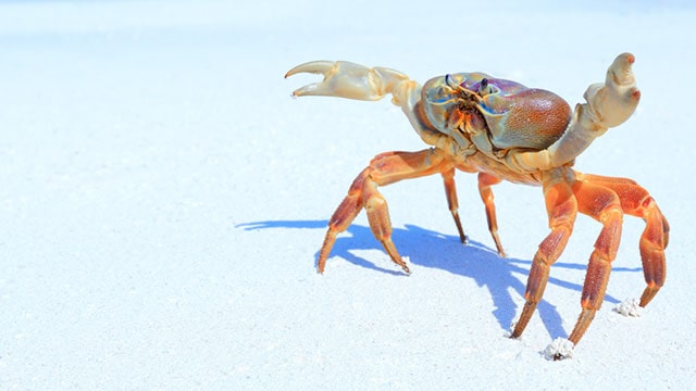 Crab walking on sand