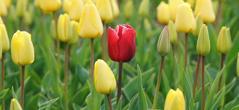 One red tulip in field of yellow tulips
