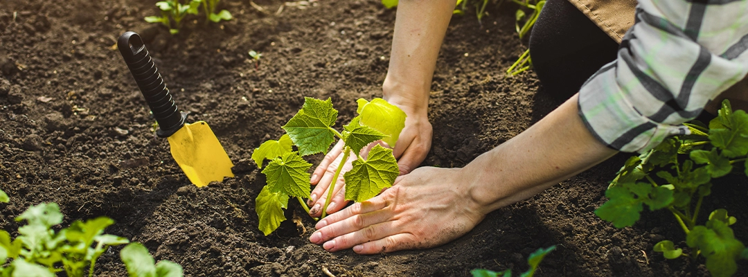 hand planting a seedling