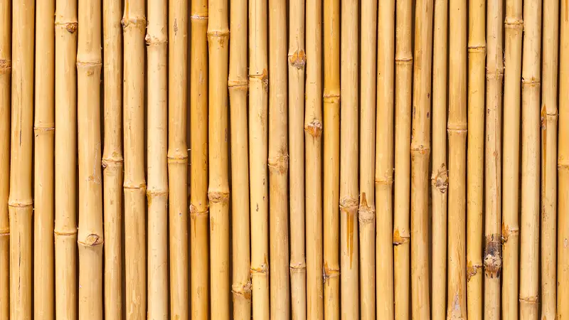 bamboo