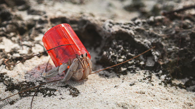 Hermit crab with a plastic shell