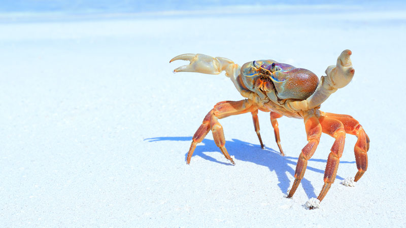 Crab walking on sand
