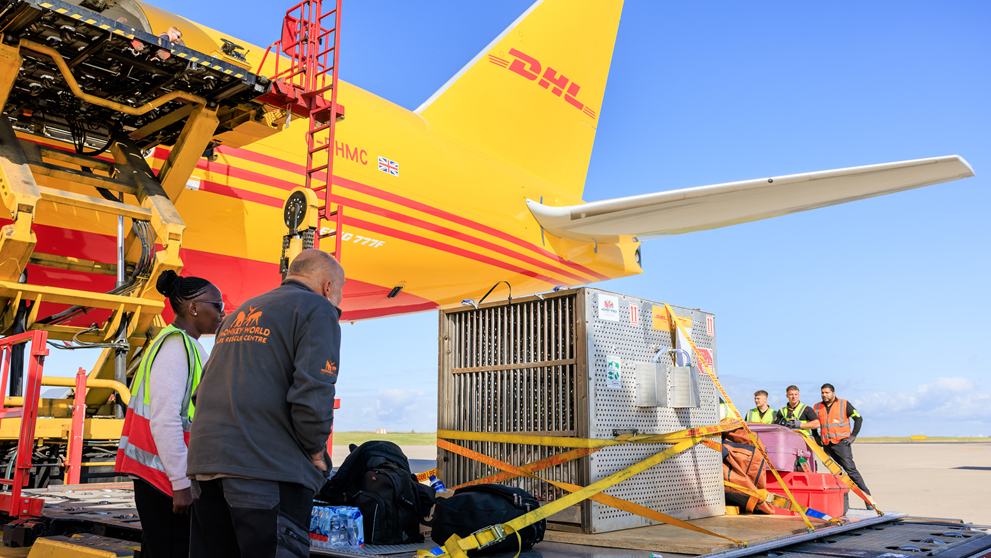 DHL Express flies Chocolat the Chimp to a new home